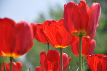 Tulips