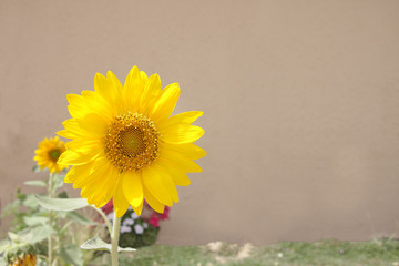 A beautiful sunflower