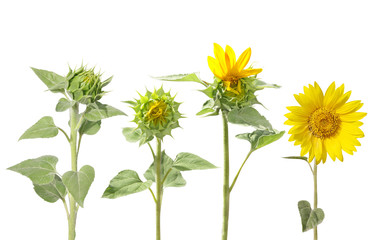 Blooming of sunflower from bud to beautiful flower