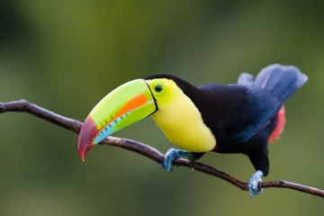 Foto op Canvas Keel Billed Toucan, uit Midden-Amerika. © buteo