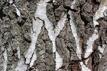 Old birch bark with letter M as background or logotype
