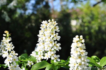 Blüten Frühling