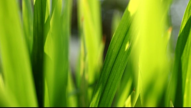 herbe