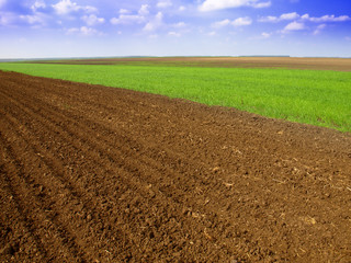 plowed field and wheat