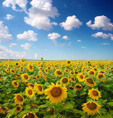 sunflower field
