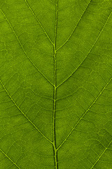 Obraz na płótnie Canvas Zielony liść makro