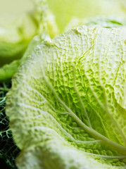 Wirsingkohl - blätter