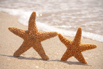 Two Starfish on The Beach