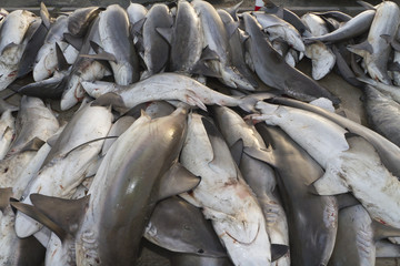 Obraz premium sharks at a fish market, Dubai,United Arab Emirates