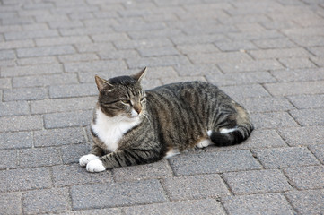 Europäisch Kurzhaar Katze