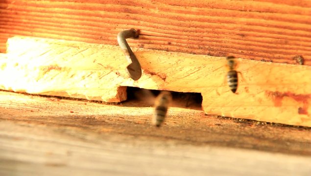 video bienenstock I