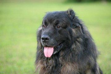 Portrait of a dog of breed the Caucasian sheep-dog