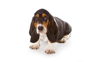 Basset