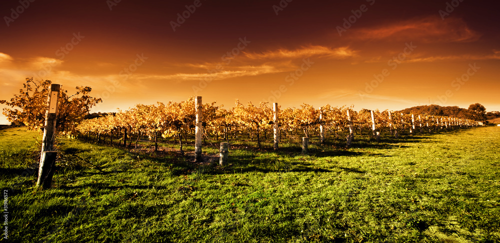 Poster golden vineyard sunset