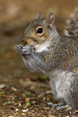 Gray Squirrel Portrait