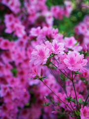 Obraz premium Violet Azaleas