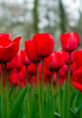 Obraz premium Red tulips .