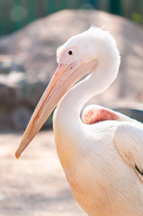 White Pelican