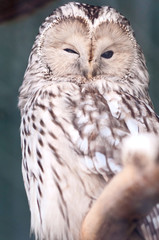 Strix uralensis