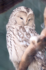 Strix uralensis