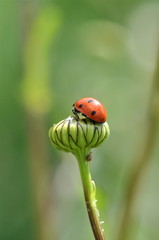 coccinelle