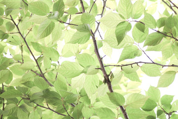 Fototapeta premium Fresh green in JAPAN