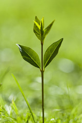 Fototapeta na wymiar Green plant growing