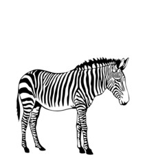 Fototapeta na wymiar black and white zebra vector illustration