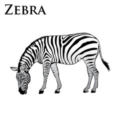 Fototapeta na wymiar colored zebra eating vector illustration