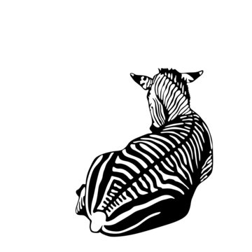 black and white zebra lying down illustration