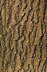 bark