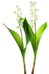 Brins de muguet détouré