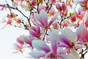 blooming magnolia