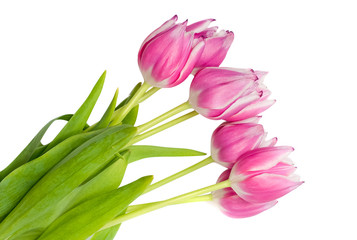 Bouquet of pink tulips