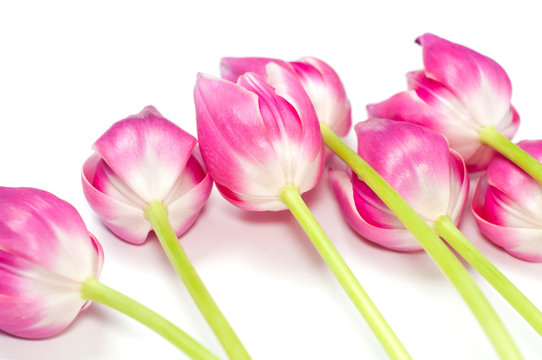 Closeup of bouquet of pink tulips