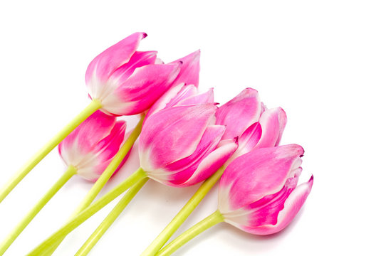 Closeup of bouquet of pink tulips