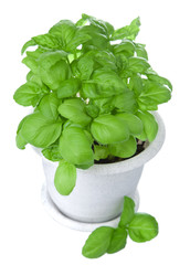 basil in pot isolated