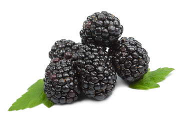 fresh blackberries isolated