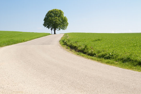 Kastanienbaum an einer Landstra&szlig;e