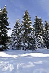 Alberi innevati sulle Alpi