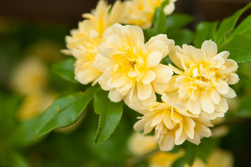 満開のモッコウバラ