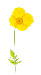 welsh poppy