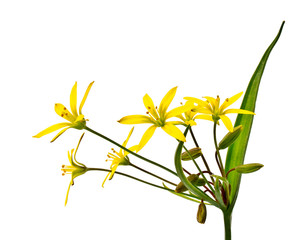 Spring flower (Gagea lutea)