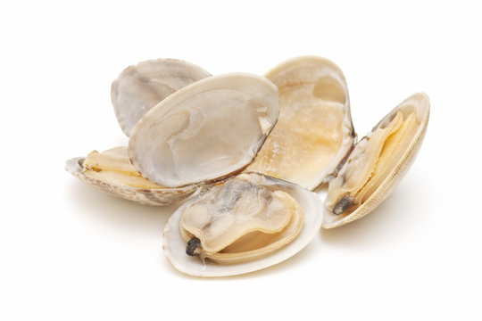 clams