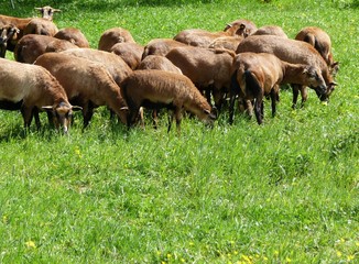 Ziegenhaltung