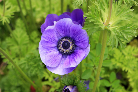 Purple anemone flower