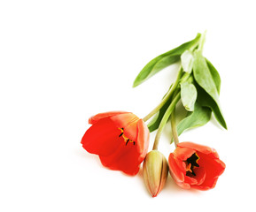 three tulips and empty space