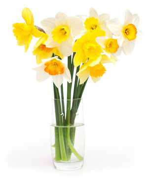 different narcissus flowers on a glass