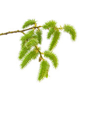 Willow branch with catkins on a white background close-up.