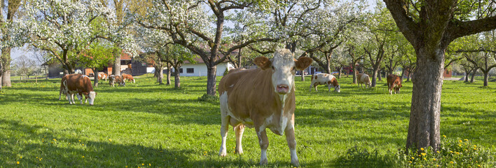 k&uuml;he grasen unter bl&uuml;henden b&auml;umen in bad feilnbach
